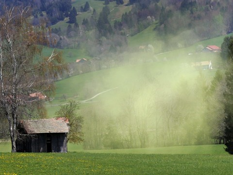 Une application pour étudier les allergies aux pollens en Suisse