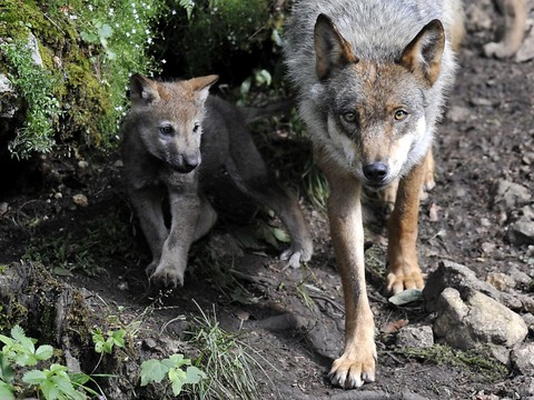 Loup plus facilement abattu: une commission enfonce le clou