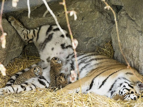 Naissance de trois tigres de Sibérie au Zoo Walter à Gossau (SG)