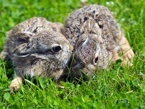 Nombre de cas de fièvre du lapin en hausse
