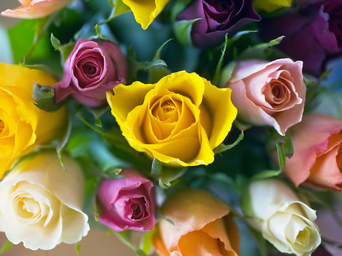 Des chercheurs décryptent les secrets de l'ADN de la rose