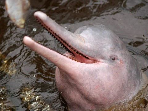 Disparition rapide des dauphins d'eau douce d'Amazonie