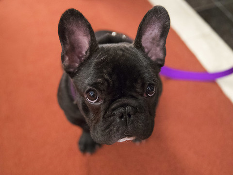 Les bouledogues français mignons mais fragiles, selon une étude
