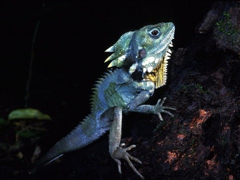 Pas de suivi pour un tiers des espèces menacées en Australie