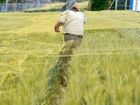 Génie génétique: le principe de précaution doit prévaloir