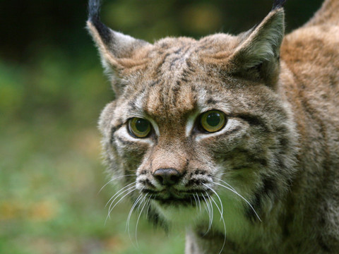 Au zoo, la saison des naissances est la même que dans la nature