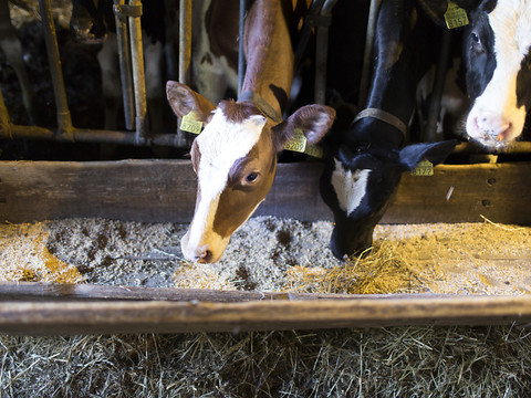 Du lait un tiers moins coûteux en misant sur l'herbe fraîche