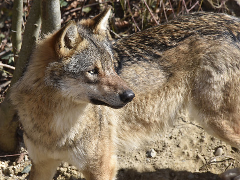 Le Grand Conseil valaisan veut abattre les loups hybrides