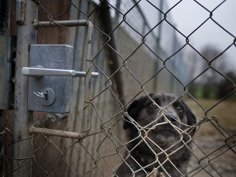 Elevage illégal de chiens découvert au Tessin
