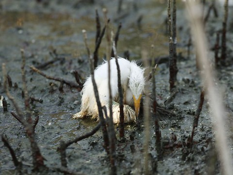 Un tiers des parcs naturels menacés par l'activité humaine