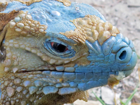 Panda ou iguane bleu: des mesures de sauvegarde qui fonctionnent