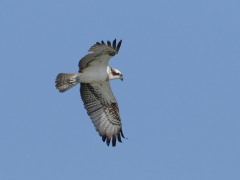 Un jeune balbuzard lâché en Suisse en 2016 a réussi à revenir