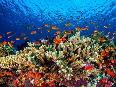 La Grande barrière de corail a surmonté cinq épisodes 