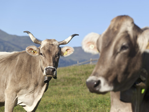 Le National ne veut pas de l'initiative sur les vaches à cornes