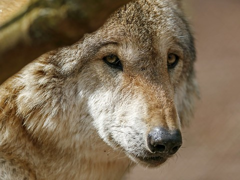 Le Conseil des Etats a entamé la révision de la loi sur la chasse