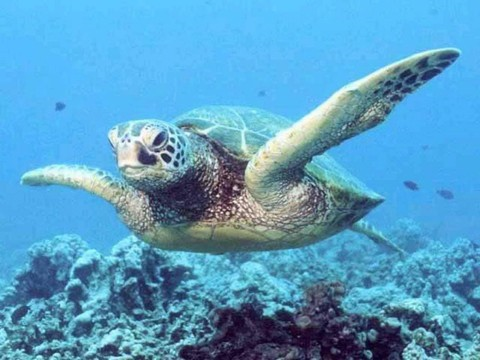 Une tortue protégée victime du plastique en Thaïlande