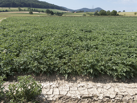 Avec le réchauffement, les légumes pourraient devenir plus rares
