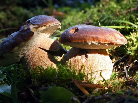 Cercle vertueux entre les arbres et les champignons mis à mal