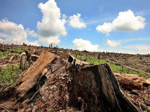 Déforestation en Colombie: l'équivalent du Luxembourg perdu en 2017