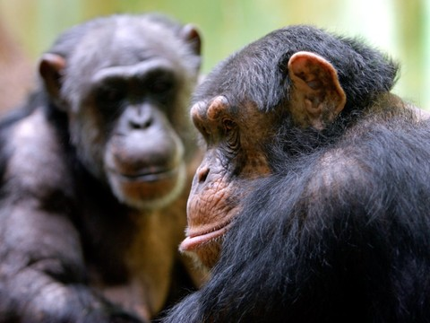 Le chimpanzé adapte son cri en fonction du contexte (étude)
