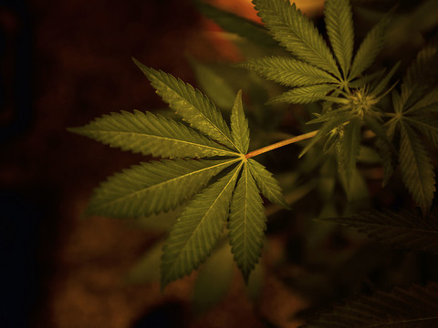 Canada: le cannabis sera légal dès le 17 octobre