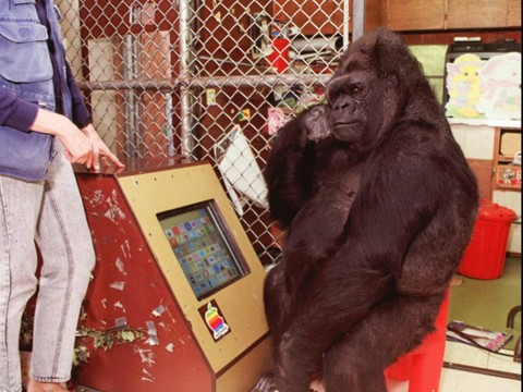 Mort de Koko, le gorille qui parlait le langage des signes