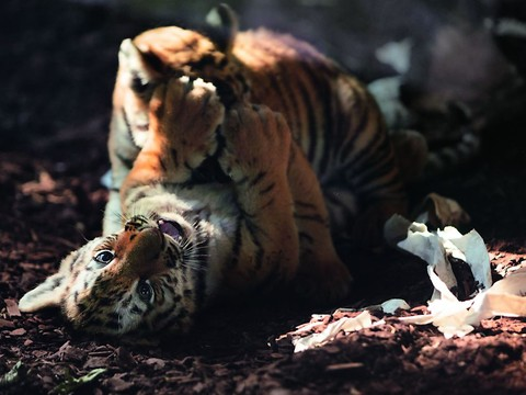 Un jeune tigre de Sibérie euthanasié au zoo Walter à Gossau (SG)