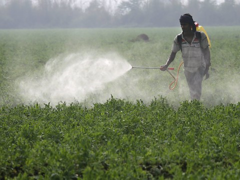 Les pesticides à l'origine d'un surpoids chez les souris mâles