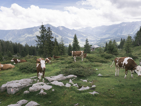 Réduire de 20% les gaz à effet de serre produits par les vaches