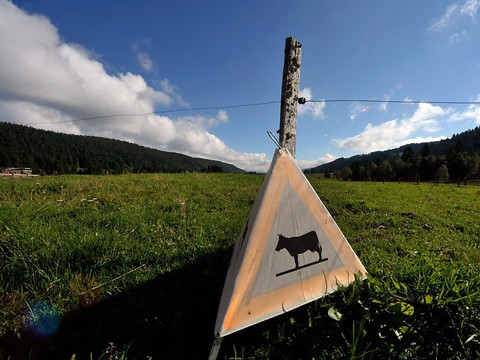 Clôturés pour être préservés, des marais du Jura se dégradent