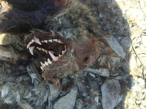 Tir illégal du loup: accusé jugé non coupable en Valais