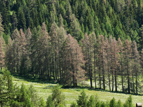 La tordeuse grise du mélèze pullule en Engadine et en Valais