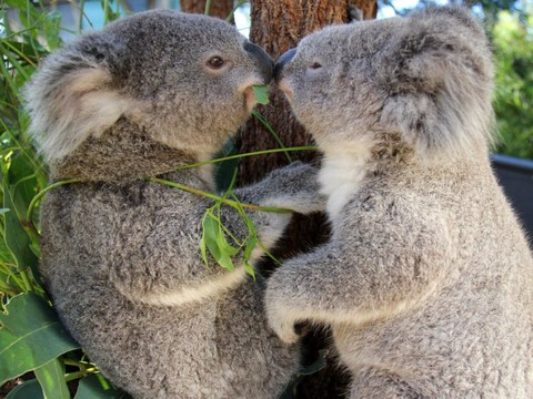 Le génome du koala séquencé, un atout pour sa protection