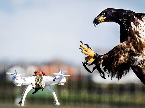 Les drones dérangent les oiseaux et les animaux sauvages