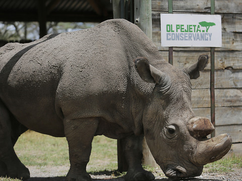 Premiers embryons de rhinos in vitro, dernier espoir pour l'espèce