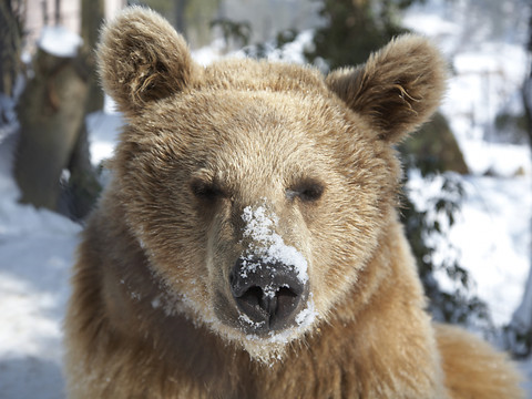 Mort de l'ourse brun Fränzi au parc animalier de Goldau (SZ)