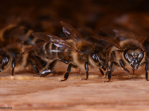 Beaucoup de colonies d'abeilles ont survécu à l'hiver