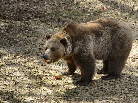 Un ours aperçu mercredi dans la commune de la Lenk