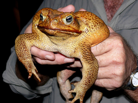 En Australie, 7% des reptiles menacés d'extinction, selon l'UICN
