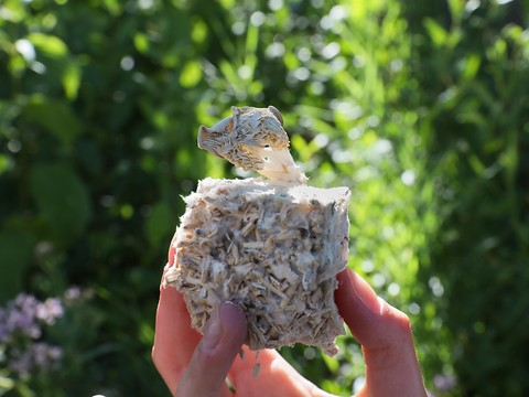 EPFL: quand le champignon joue à l'imprimante 3D écologique