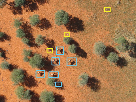 Des drones pour recenser gnous et rhinocéros en Namibie