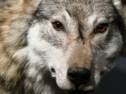 Jeune loup souffrant d'encéphalite abattu dans les Grisons
