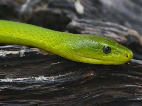 UNIGE: une carte planétaire des morsures de serpents