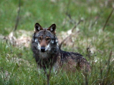 Chèvre tuée par un loup dans le canton de Lucerne