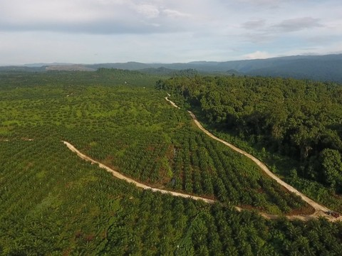 Au moins 207 défenseurs de l'environnement tués en 2017, année noir