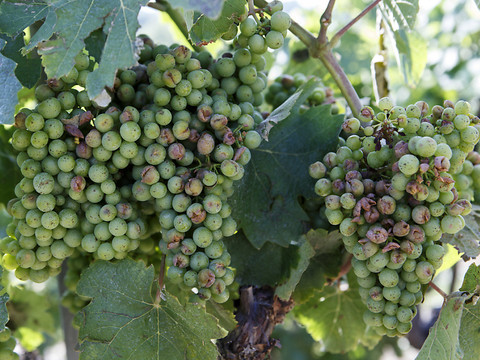 La grêle a provoqué pour 4 millions de dommages dans le vignoble