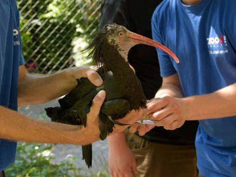 Quatre ibis chauves relâchés dans la nature