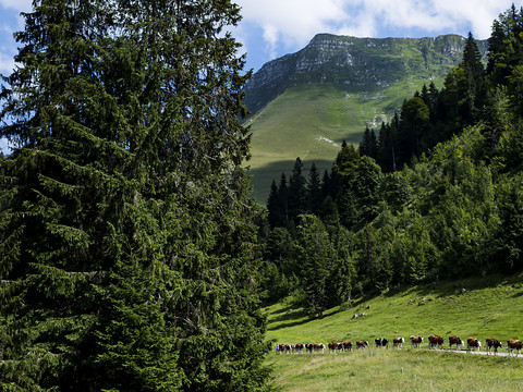 Quarante vaches pour parader à la Fête