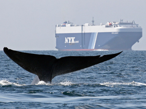 La vie marine sauvage est en train de disparaître (étude)