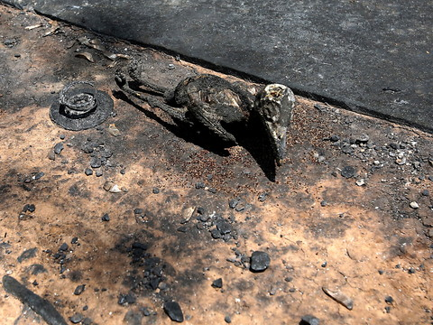 Le bilan des feux s'alourdit à 88 morts en Grèce